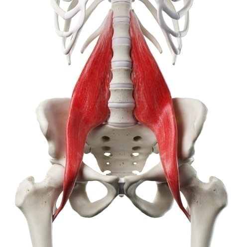 インナーマッスル