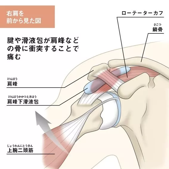 肩関節の解剖図